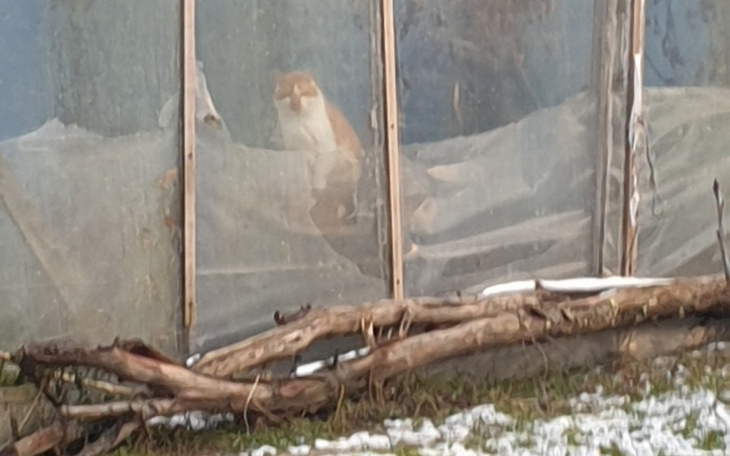 Zbiórka Na ekstrakcję zębów i karmę. - zdjęcie główne