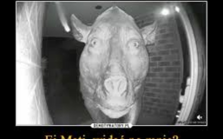 Zbiórka zbiórka na mięso - zdjęcie główne