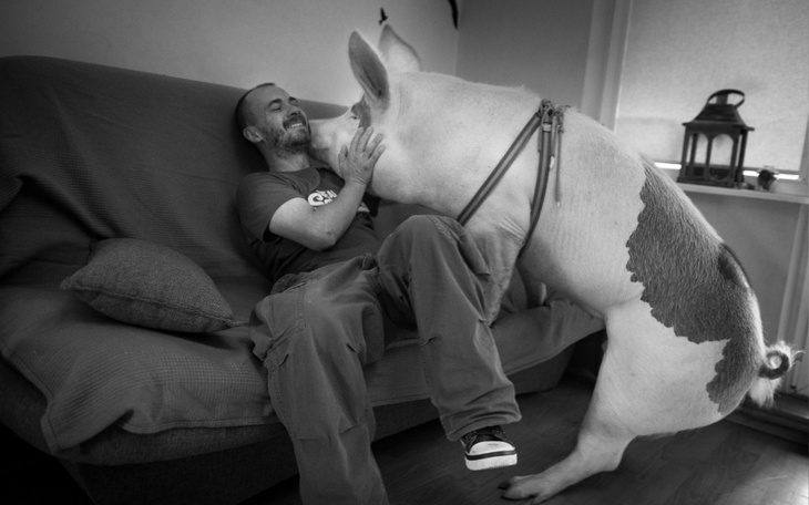 Zbiórka Na przeprowadzkę i Azyl zwierząt - zdjęcie główne