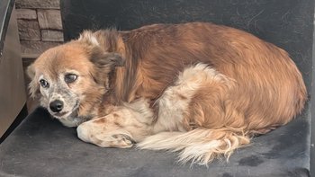 Zbiórka Leczenie psich staruszek - miniaturka zdjęcia