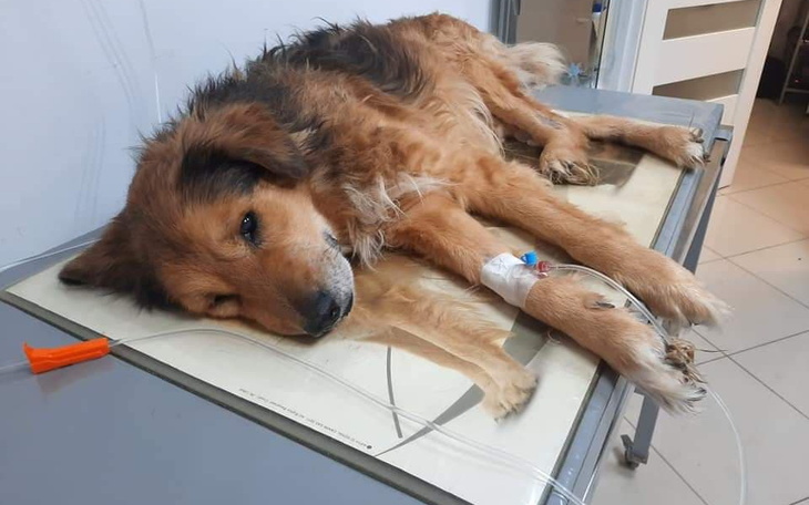 Zbiórka Wyrwana łapa ze stawu kolanowego - zdjęcie główne