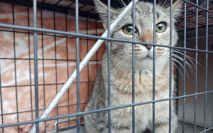 Zbiórka Kastracja zwierząt bezdomnych - zdjęcie główne