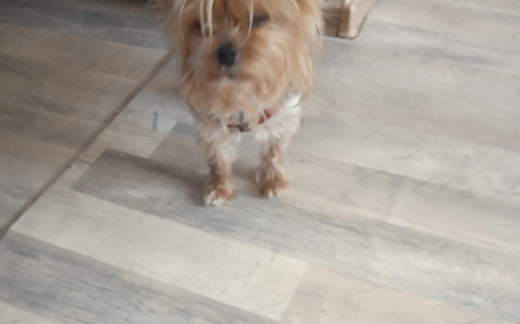 Zbiórka Dla psiaka - zdjęcie główne