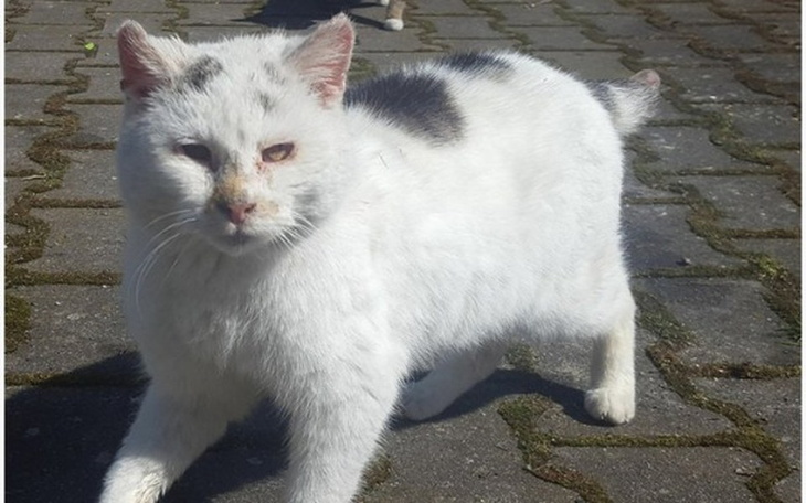 Zbiórka Dziadzio - uśpić ? czy ratować ? - zdjęcie główne