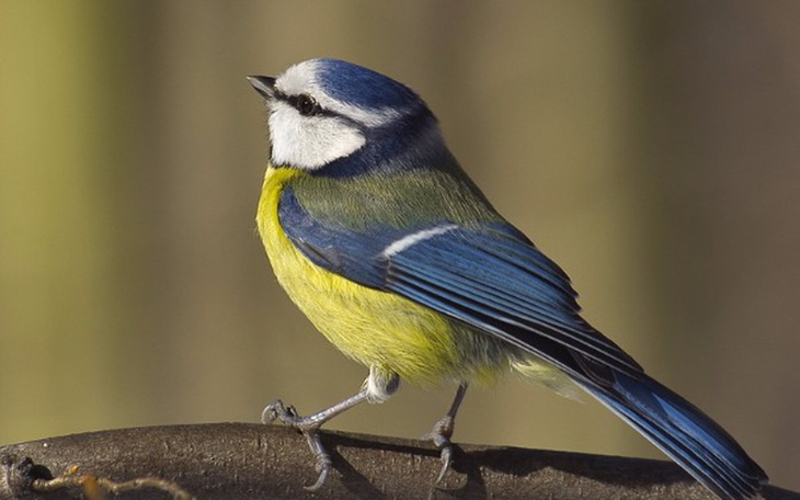 Zbiórka Dla ptaków na jedzonko i karmnik - zdjęcie główne