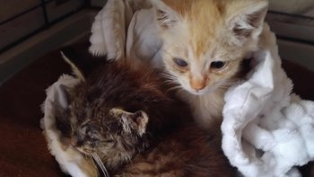 Zbiórka na operację oczka kociaka - miniaturka zdjęcia