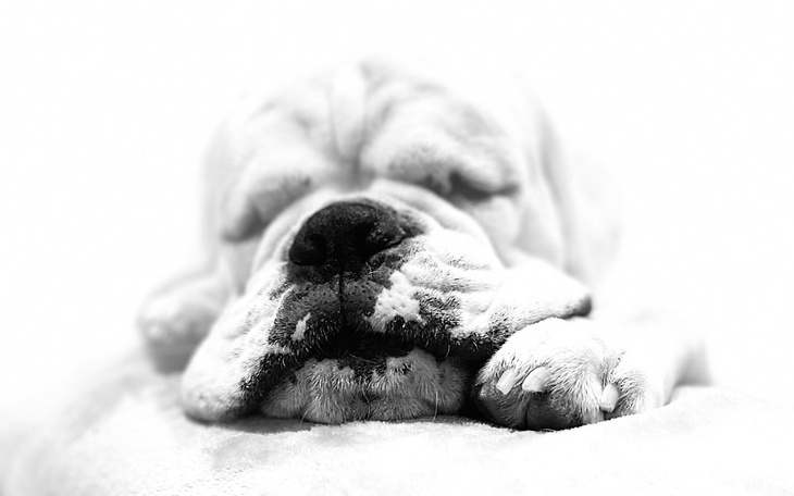 Zbiórka Karma dla Edka - zdjęcie główne