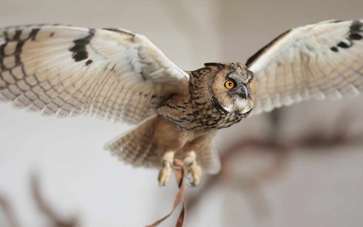 Sowa w locie, z rozpostartymi skrzydłami.