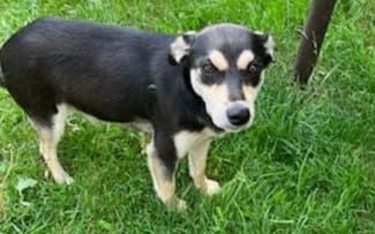 Zbiórka Urodzi bezdomna - zdjęcie główne