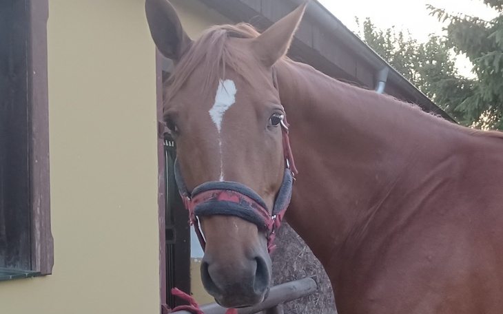 Zbiórka Leczenie Orchideii - zdjęcie główne