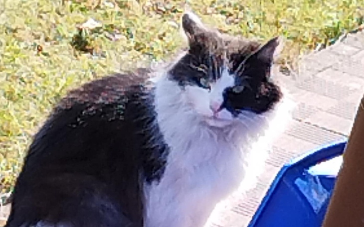 Kot o czarno-białym futrze siedzący na zewnątrz.