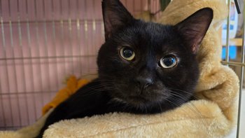 Zbiórka Listopadowa zbiórka na karmę - miniaturka zdjęcia