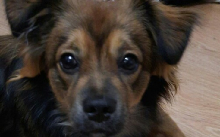 Zbiórka Szmaragd z chorą rzepką - zdjęcie główne