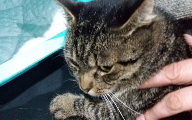 Zbiórka Postawmy Kiri na łapy ! - zdjęcie główne