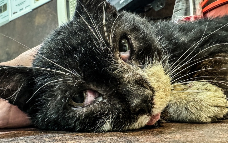 Chory kot leży na stole, wygląda na zmęczonego i osłabionego.