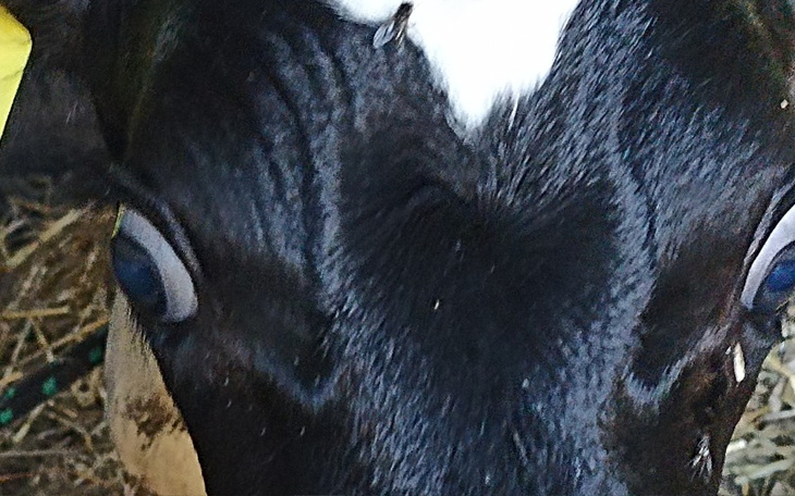 Zbiórka Na pasze dla cielaczka . - zdjęcie główne