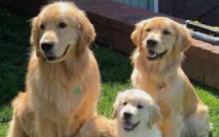 Zbiórka Na psa i życie C - zdjęcie główne