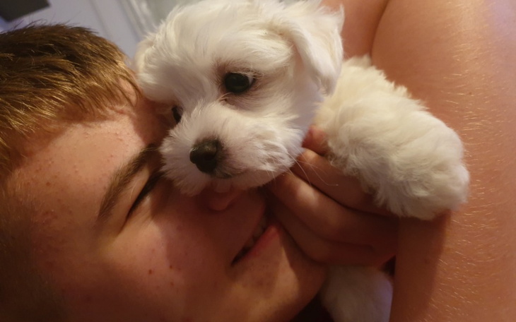 Zbiórka Maltańczyk - ratujemy małe życie - zdjęcie główne