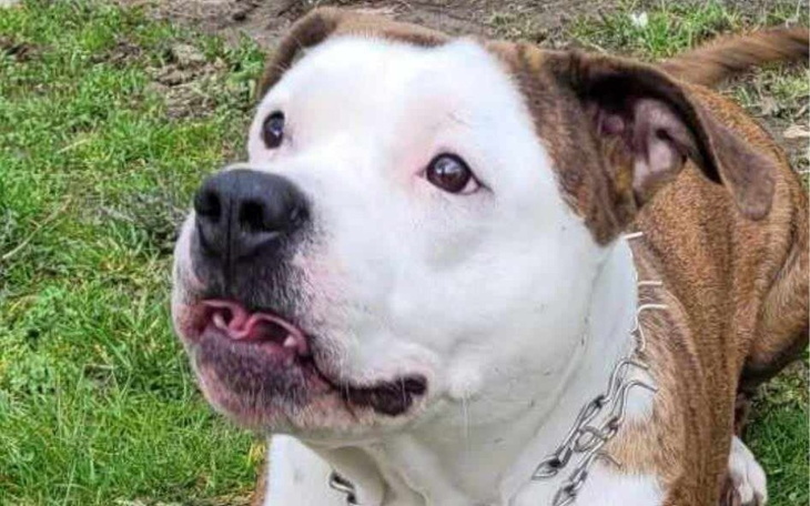 Zbiórka Kojec dla piesków - zdjęcie główne