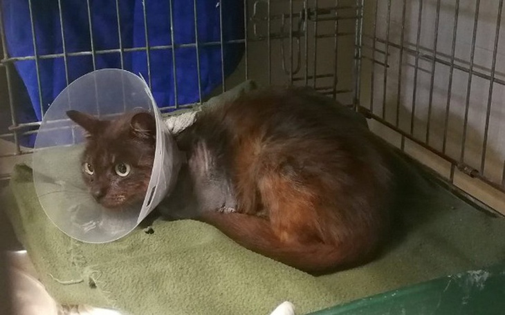 Zbiórka Tumka - kocia z urwaną łapką - zdjęcie główne