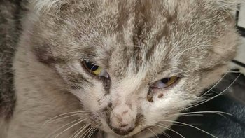 Zbiórka Kotek ze wsi - miniaturka zdjęcia