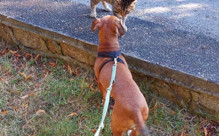 Zbiórka Sterylizacja Nelki - zdjęcie główne