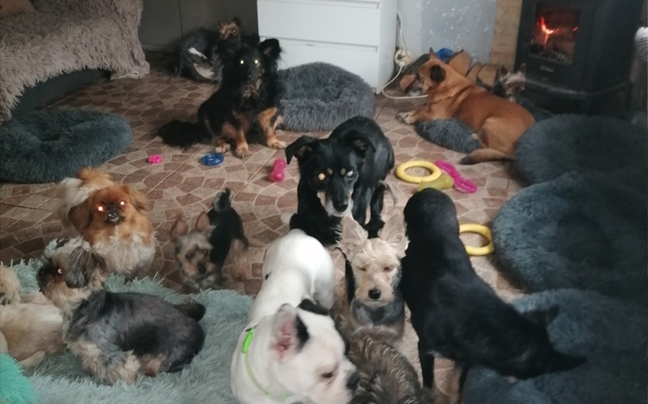 Zbiórka Drzewo na zimę na opał - zdjęcie główne