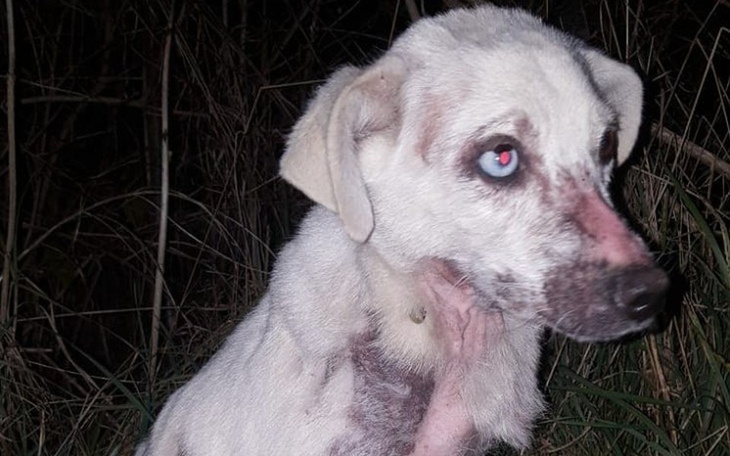 Zbiórka Transport suni z pola do Lublina - zdjęcie główne