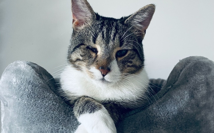 Zbiórka Lek dla Pimpusia - zdjęcie główne