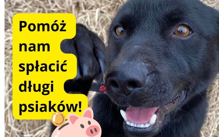 Zbiórka Na domy tymczasowe TPZ - zdjęcie główne