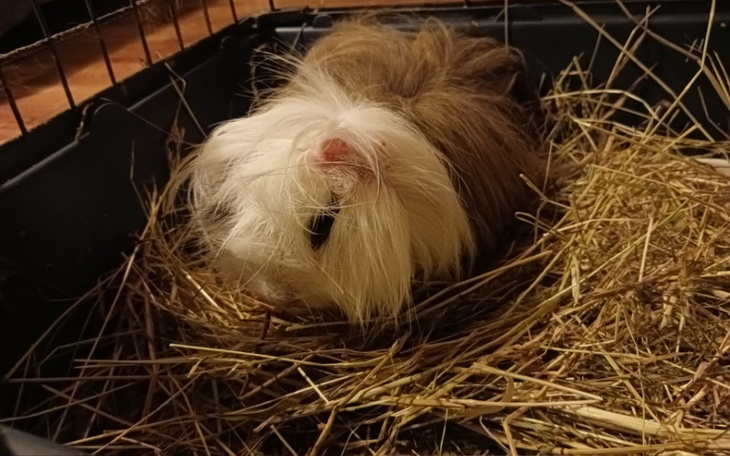 Zbiórka Dla świnki morskiej zabieg - zdjęcie główne