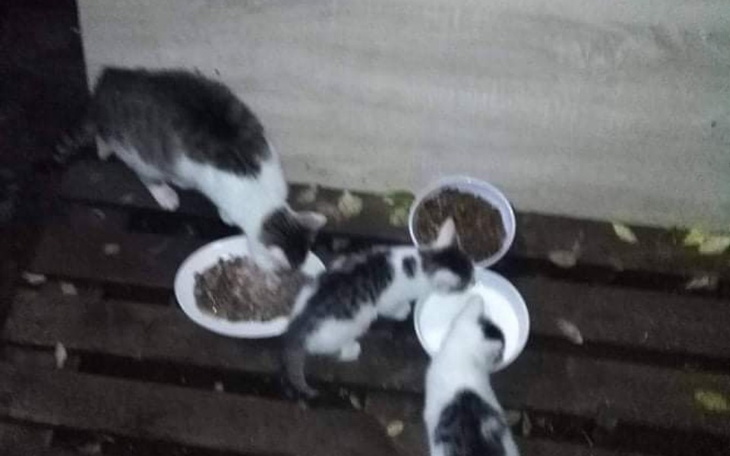 Zbiórka Na pomoc 17 bezdomnym kotom. - zdjęcie główne