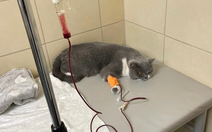 Zbiórka Zapalenie otrzewnej Riniego - zdjęcie główne