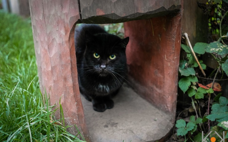 Zbiórka Ząbek - zdjęcie główne