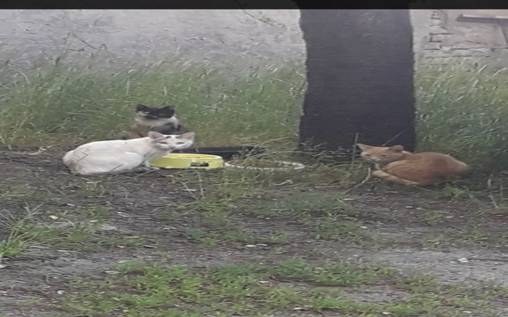 Zbiórka Na pomoc niechcianym zwierzętom - zdjęcie główne