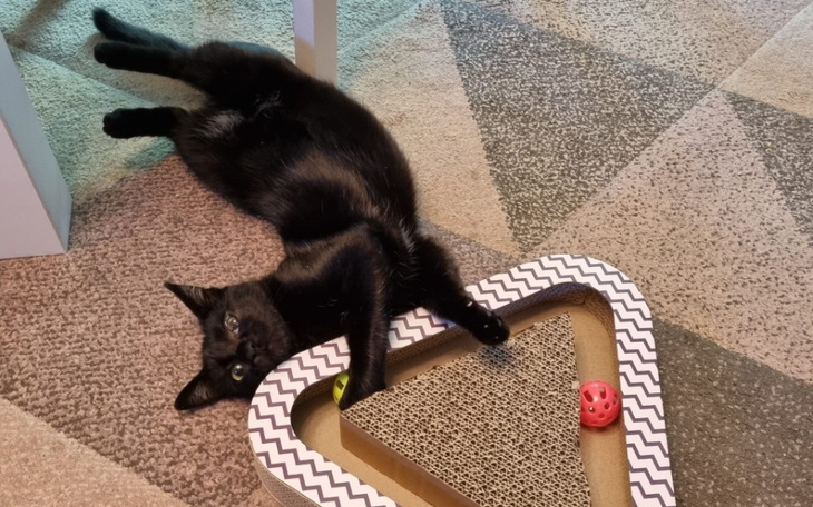 Zbiórka PEPSI ponownie walczy o życie - zdjęcie główne