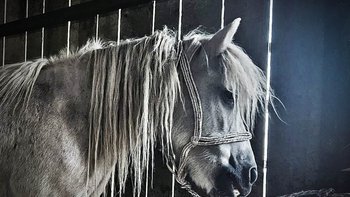 Zbiórka Kluska sprzedali na RZEŹ! RATUJ - miniaturka zdjęcia
