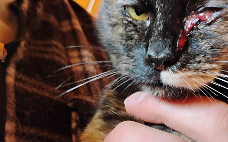 Kot z raną na twarzy, trzymany przez osobę.