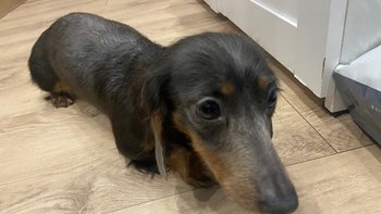 Zbiórka Jamnik w klatce śmierci - miniaturka zdjęcia