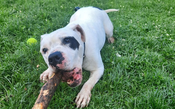 Pies bawiący się patykiem na trawie.