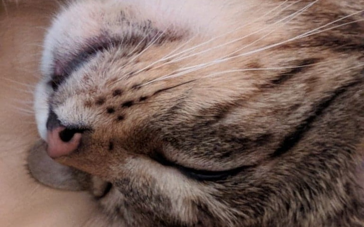 Zbiórka Połamany kotek - zdjęcie główne