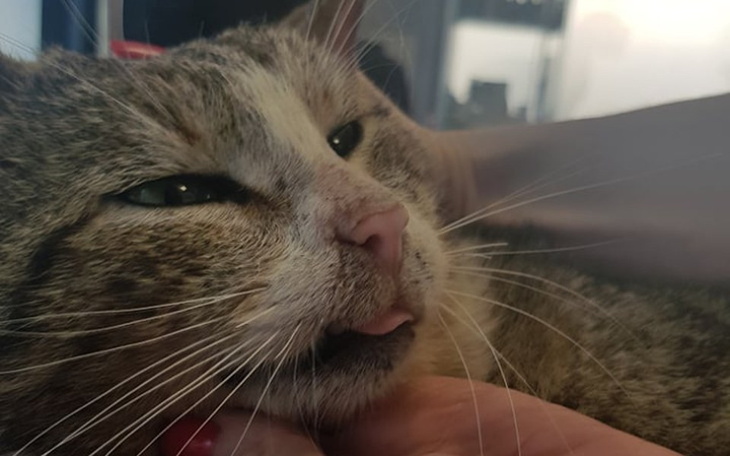 Zbiórka Zjadany za życia przez kleszcze - zdjęcie główne