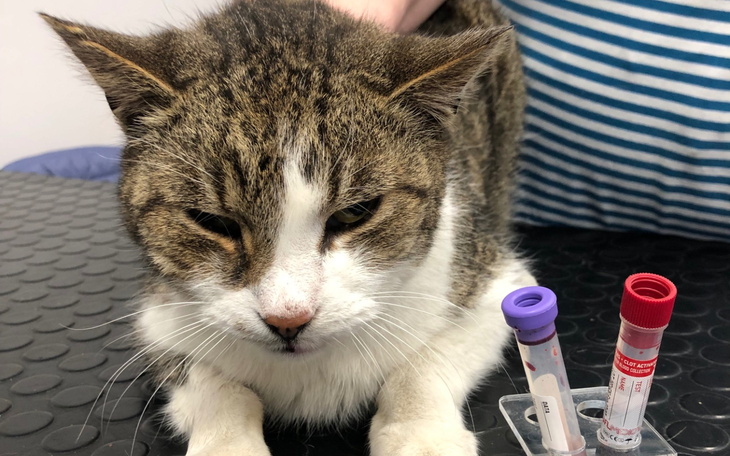 Bezdomny pies leżący na ulicy, zmęczony i głodny.