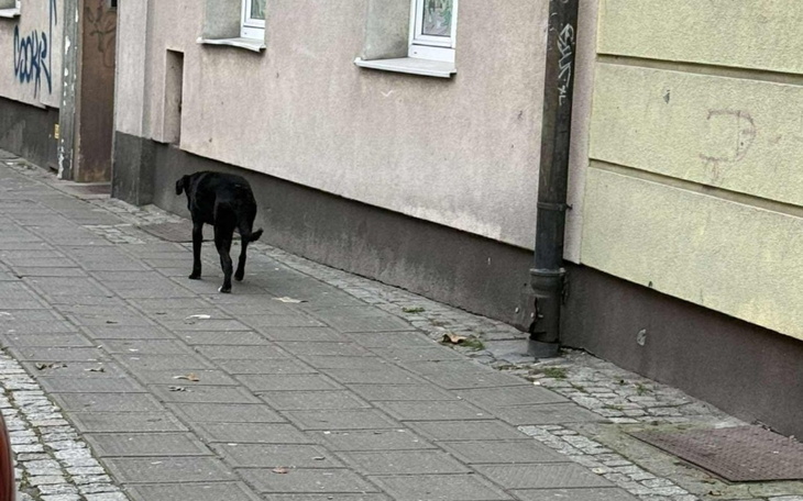 Czarny pies spacerujący po ulicy.