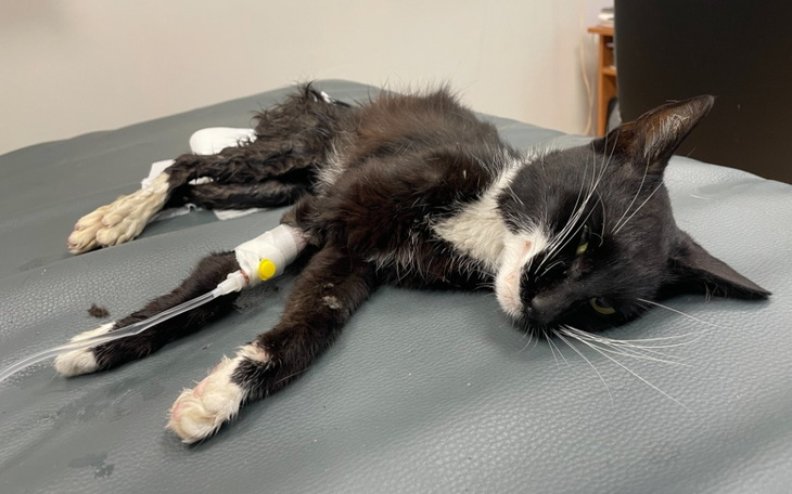 Zbiórka Walka o życie Ogonka - zdjęcie główne