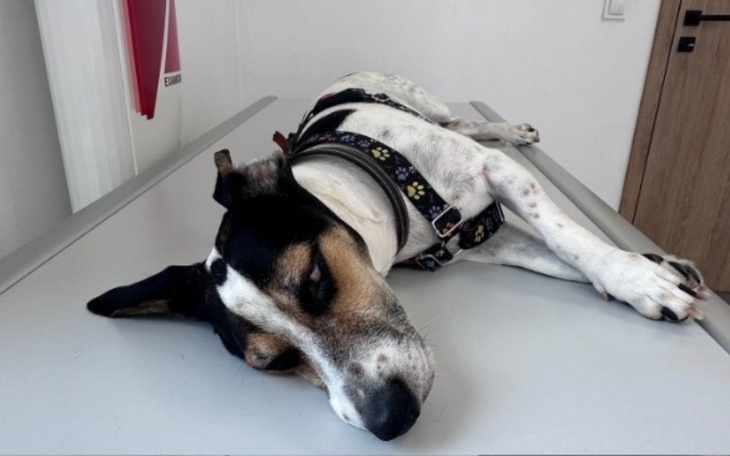 Zbiórka Na leczenie Ozzyego - zdjęcie główne