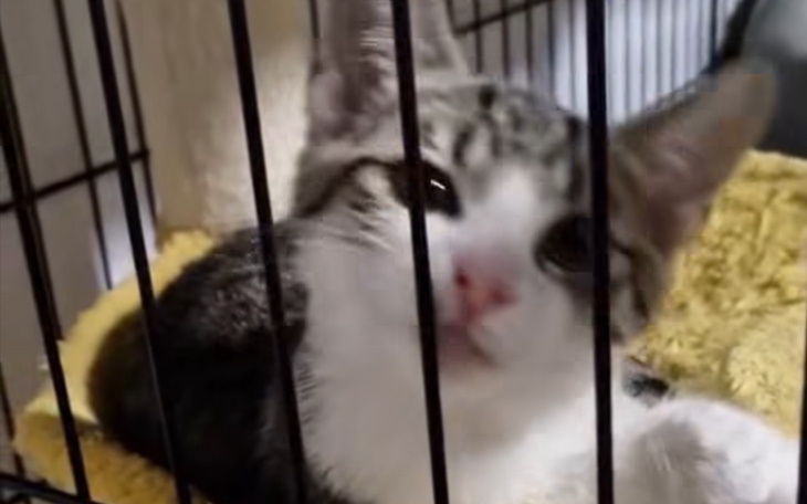 Chłopiec patrzący w górę, z poważnym wyrazem twarzy.