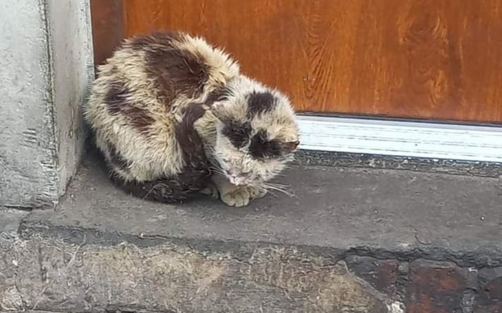 Zbiórka Leczenie dla małego kota opis - zdjęcie główne