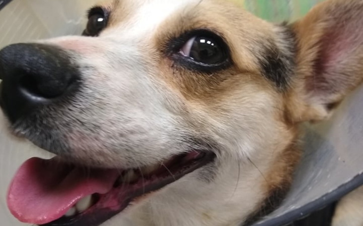 Zbiórka TOSIA koczowała przy szosie - zdjęcie główne