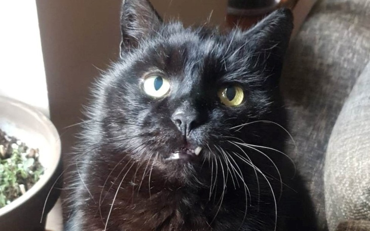 Zbiórka Zdrowe ząbki, karma, leki - zdjęcie główne